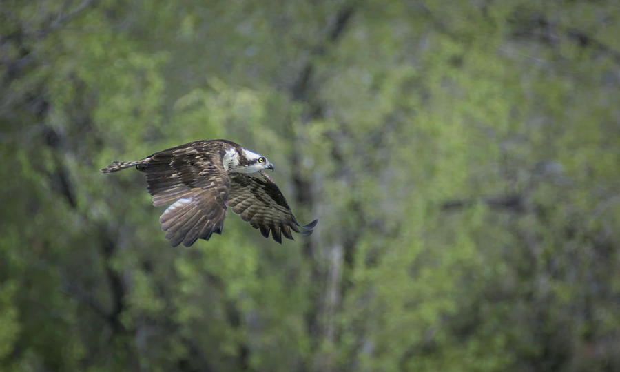 Osprey in Flight 2 Photograph by Rick Mosher