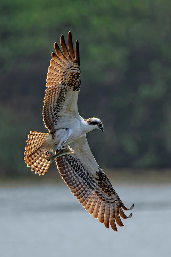 Osprey in flight Photograph by Beth Sargent