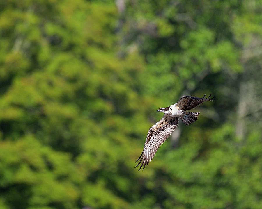 Osprey in Flight Photograph by Bill Wakeley