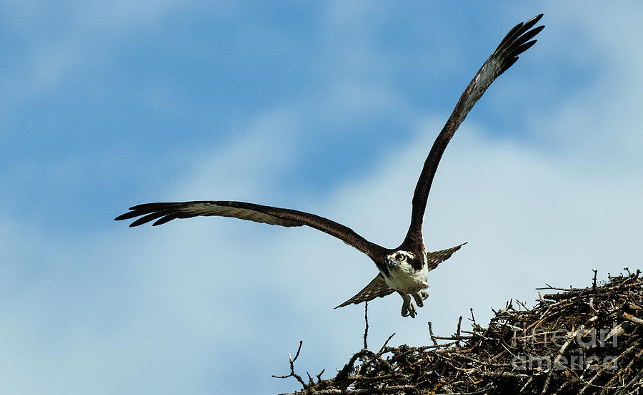 Osprey In Flight Photograph by Bob Christopher