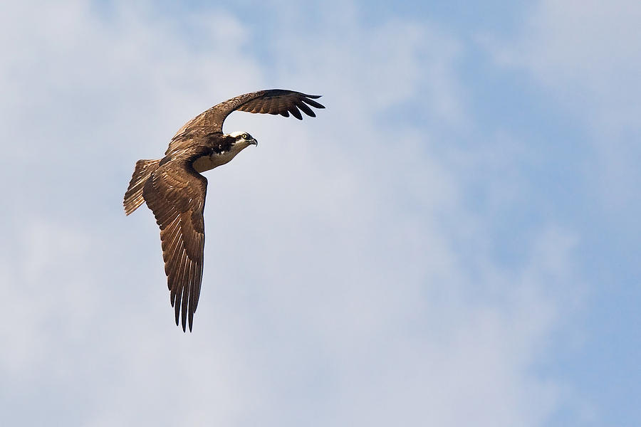 Osprey In Flight Over the Neuse River in North Carolina Photograph by Bob Decker