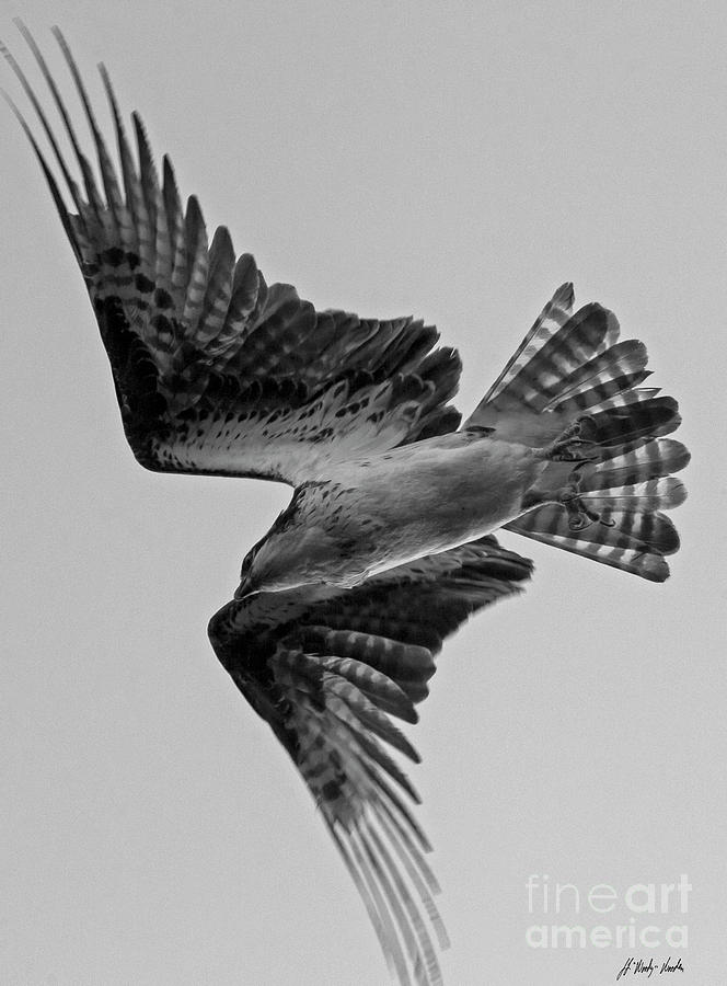 Osprey In Flight-BW-Signed-#4012 Photograph by J L Woody Wooden