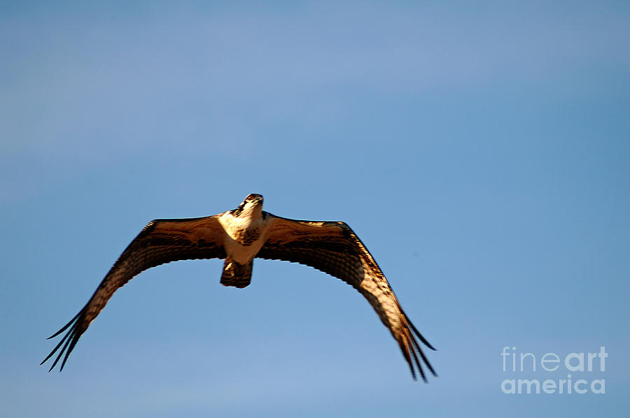 Osprey In Flight Photograph by Clayton Bruster