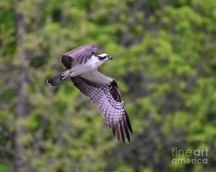 Osprey in Flight by Cynthia Staley Osprey in Flight by Cynthia Staley