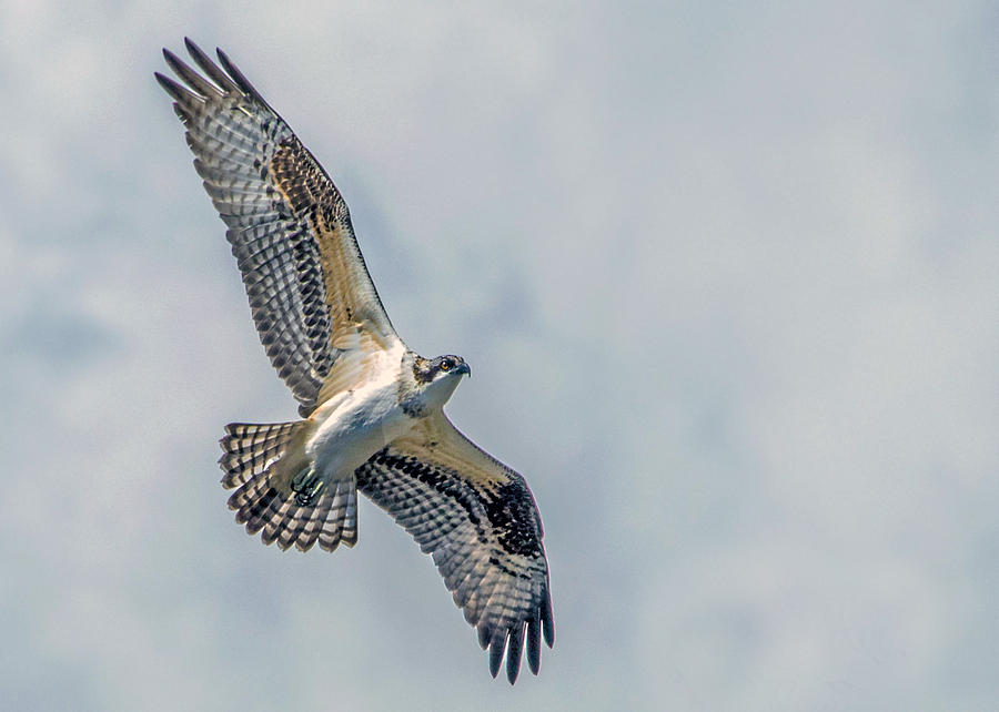 Osprey in Flight Photograph by Dawn Key