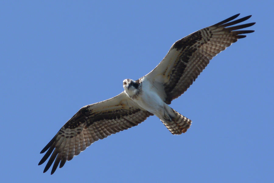 osprey flight