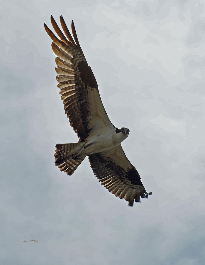 Osprey In Flight Photograph by Ernie Echols