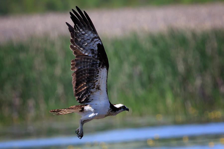 Osprey in Flight Photograph by Gary Hall