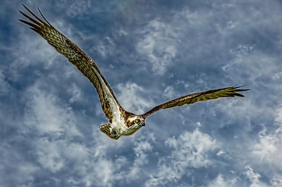 Osprey in flight Photograph by Gene Camarco - Fine Art America