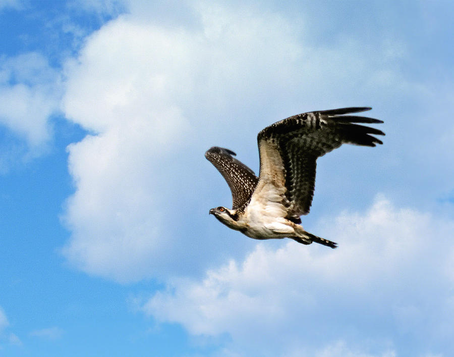 Osprey in Flight II Photograph by Dawn Currie