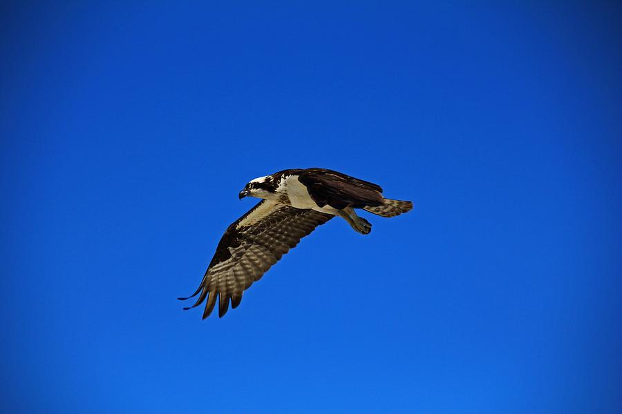 Osprey in Flight II Photograph by Michiale Schneider