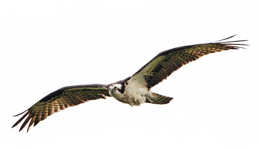 Osprey In Flight Photograph by Ira Marcus