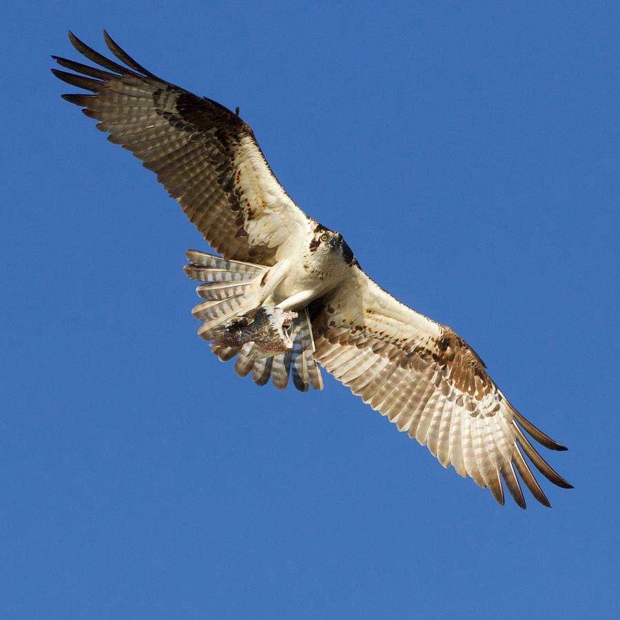 Osprey in flight Photograph by John Kearns - Fine Art America