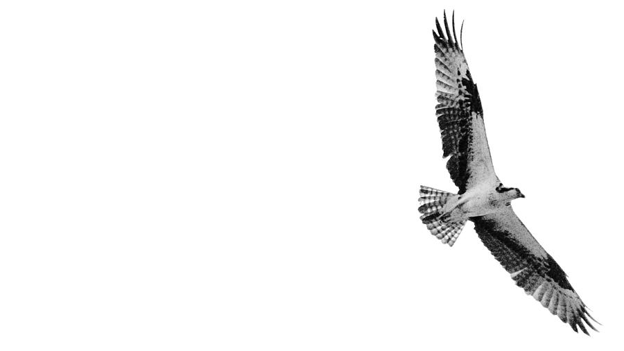 Osprey in Flight Photograph by Lawrence S Richardson Jr
