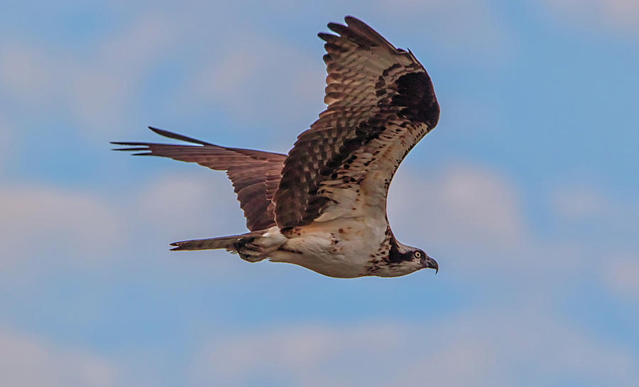 Osprey in Flight Photograph by Marc Crumpler
