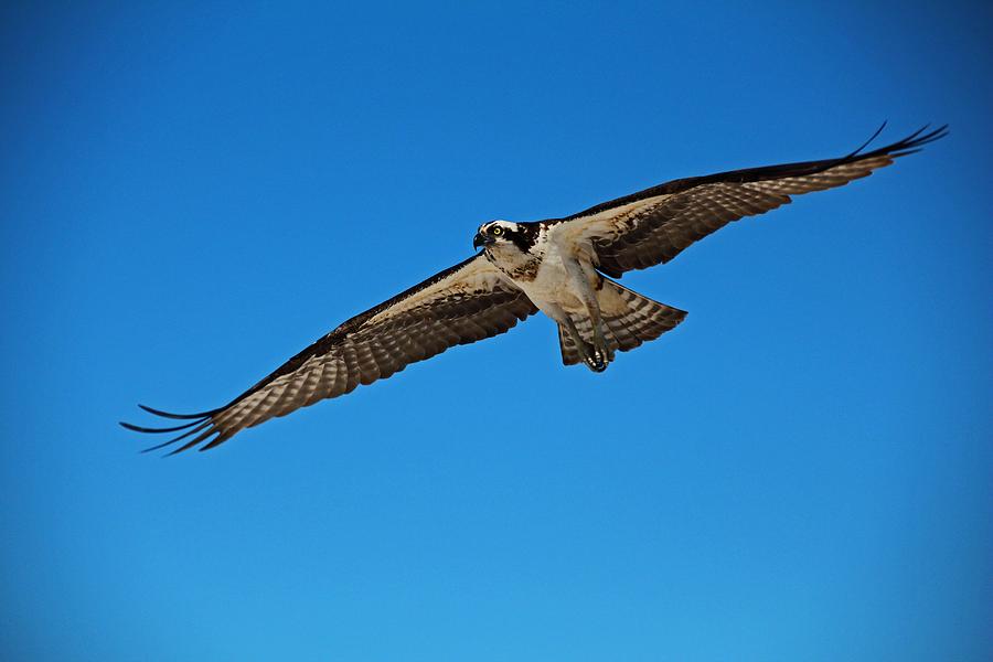 Osprey in Flight Photograph by Michiale Schneider