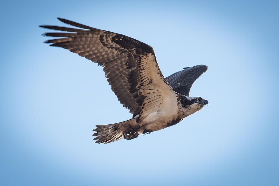 Osprey In Flight Photograph by Paul Freidlund