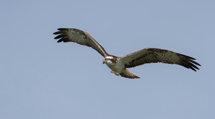 Osprey In Flight Photograph by Pete Walkden