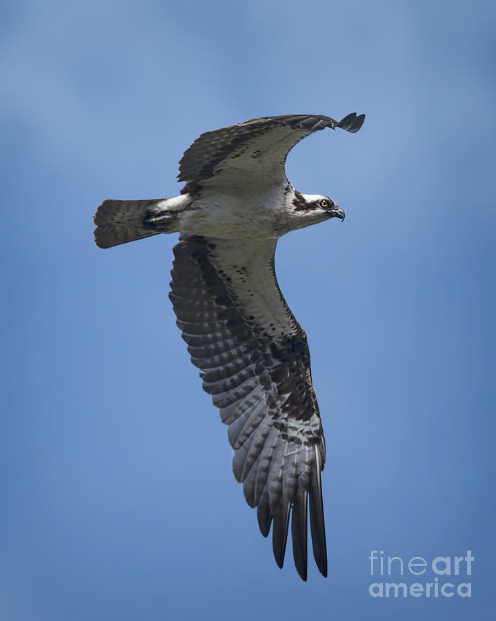 Bird Photograph - Osprey in Flight by Priscilla Burgers