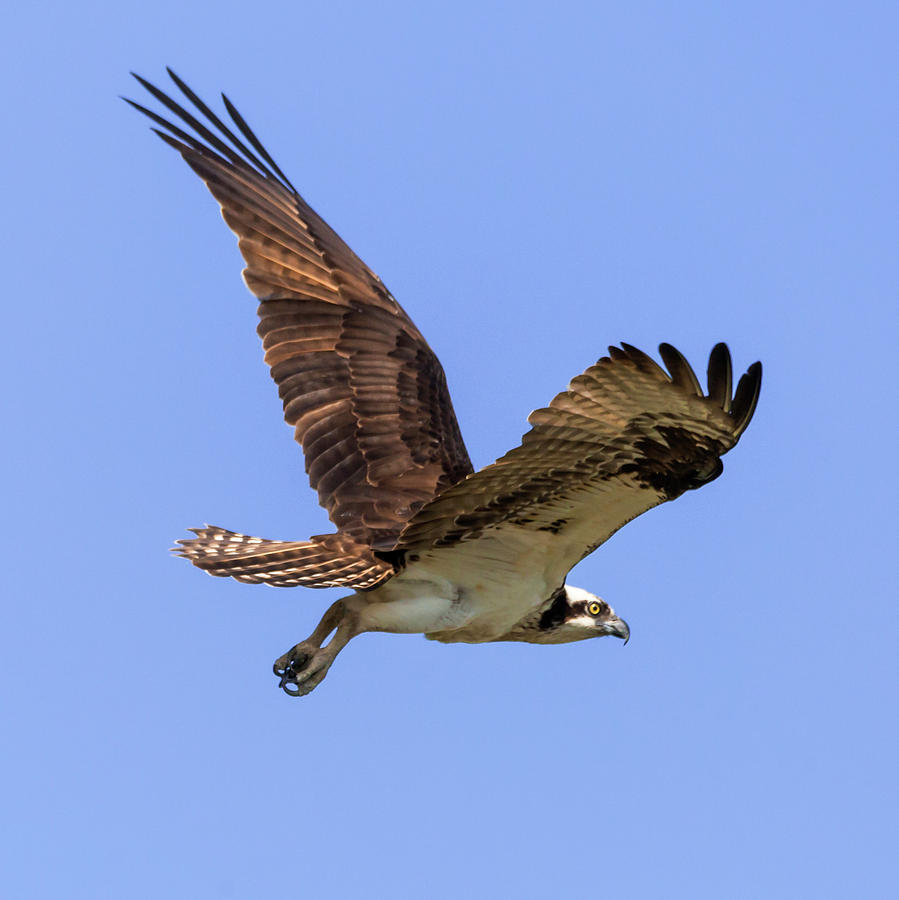 Osprey in Flight Photograph by Ray Silva