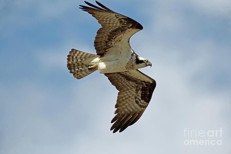 osprey flight