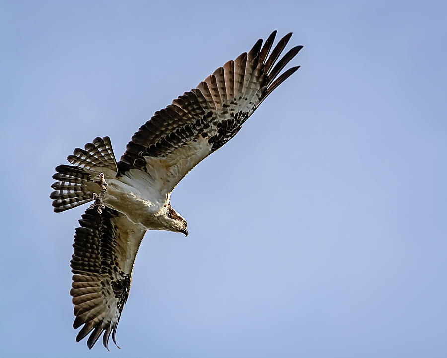 Osprey in Flight Photograph by Robert Mitchell