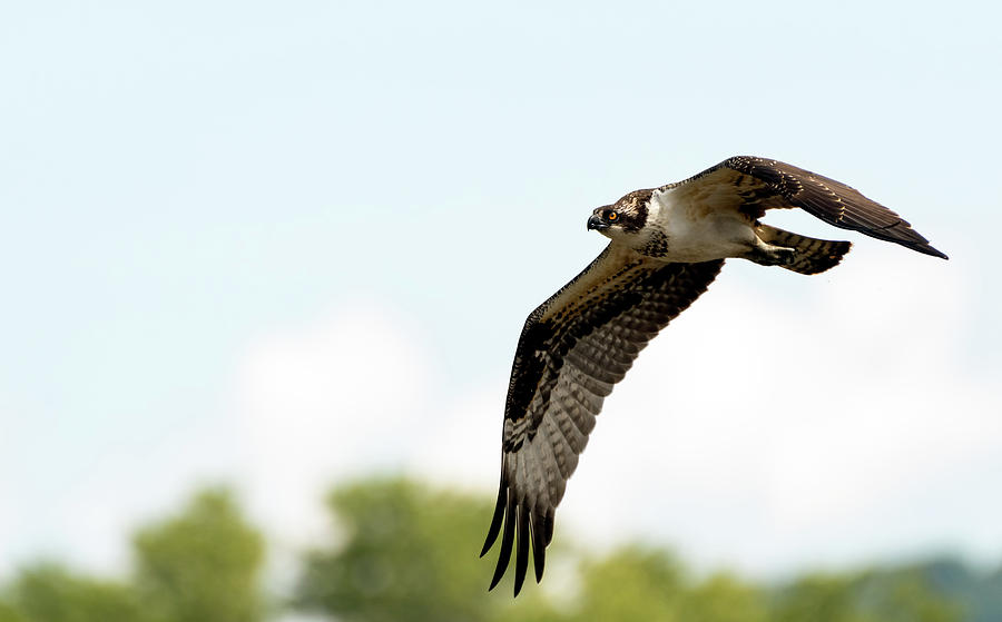 Osprey In Flight Photograph by Sam Rino