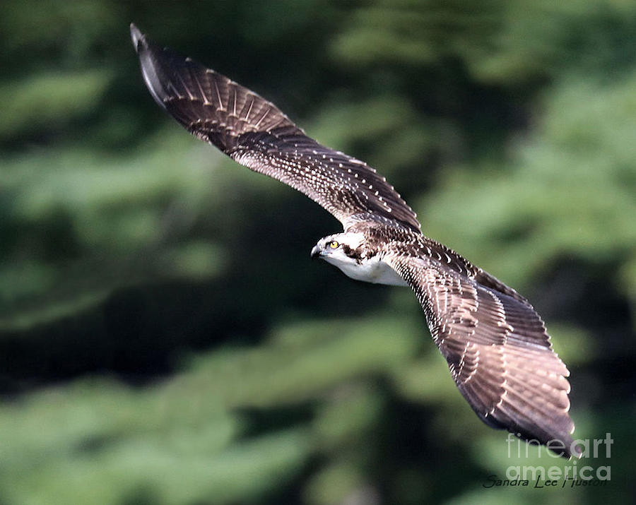 Osprey in Flight Photograph by Sandra Huston