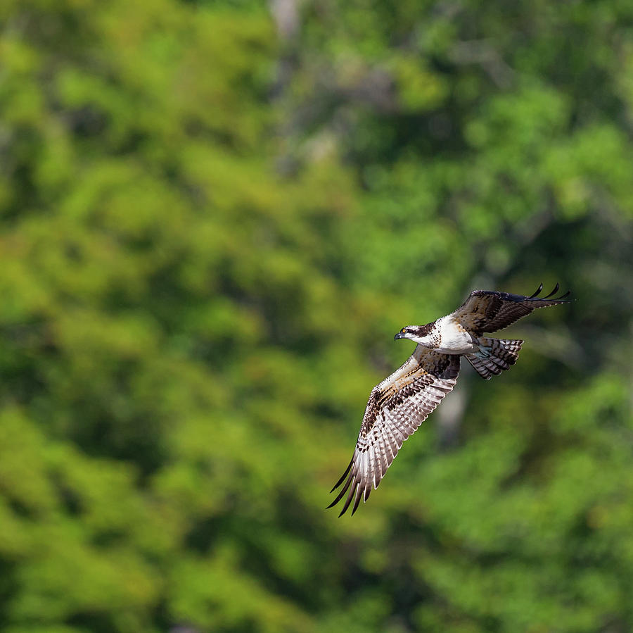 Osprey in Flight Square Photograph by Bill Wakeley