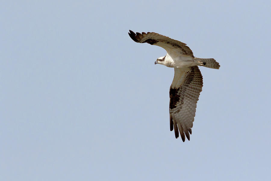 Osprey in Flight Photograph by Susan Rissi Tregoning