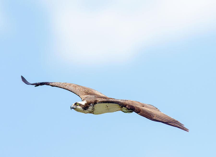 Osprey In Flight Photograph by Todd Ryburn