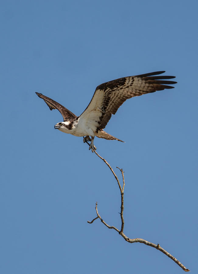 Osprey In Flight With Stick For Nest 031620160877 Photograph