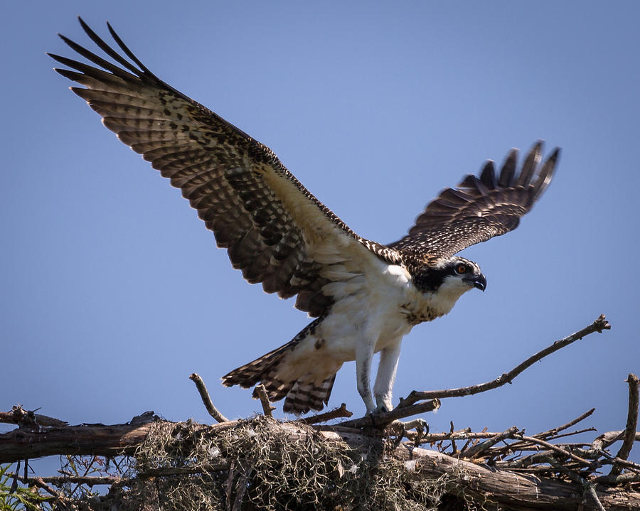 Osprey in Nest 1 Photograph by Gregory Daley  MPSA