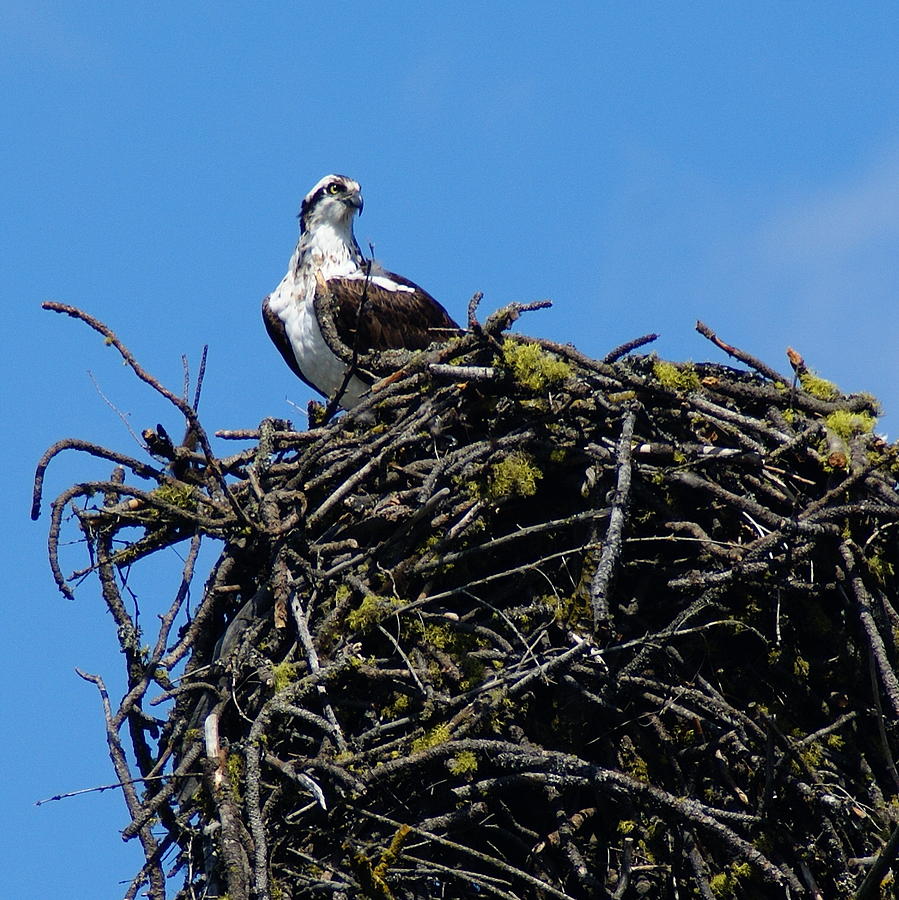 Osprey in Nest Photograph by Ben Upham III