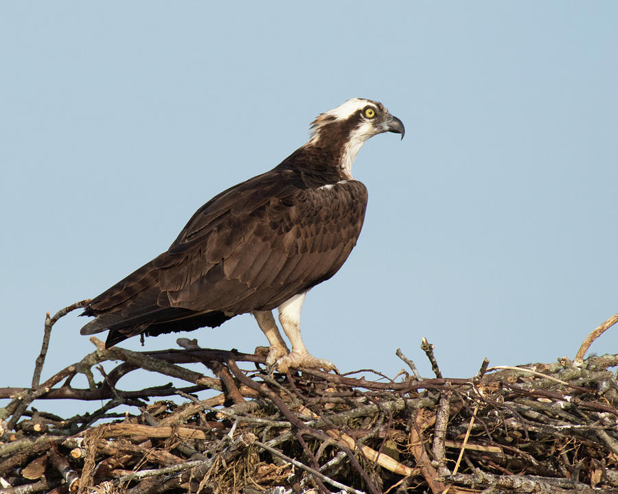 Osprey in Nest Photograph by Gary E Snyder