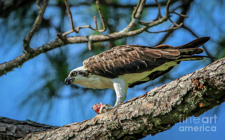 Osprey in Pine Tree Photograph by Tom Claud