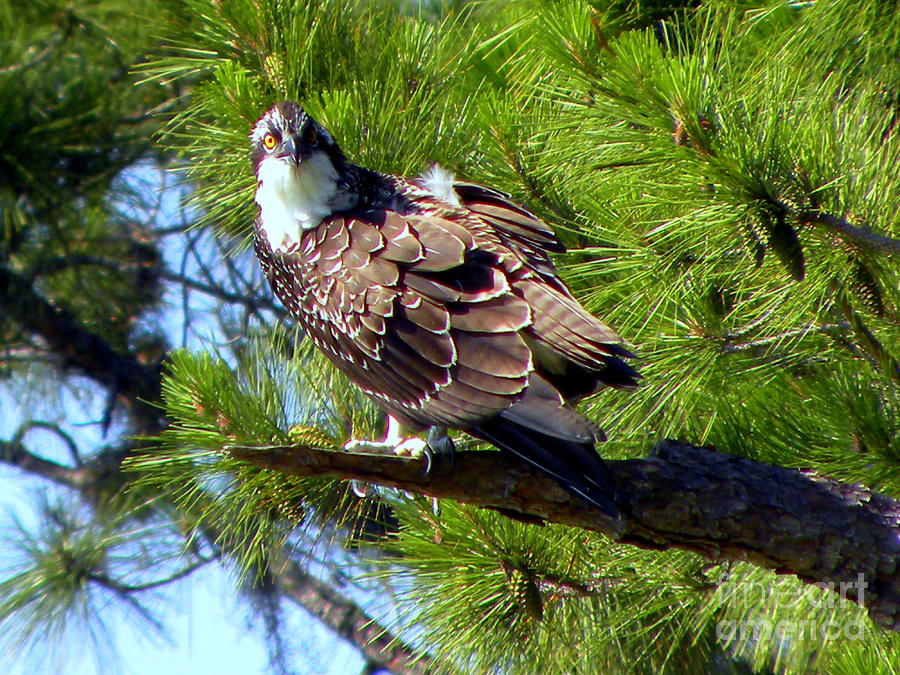 Osprey in Slash Pine  Photograph by Terri Mills