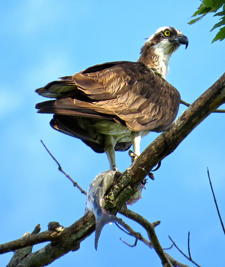 Osprey in Sunlight Photograph by Janice Petrella-Walsh | Fine Art America