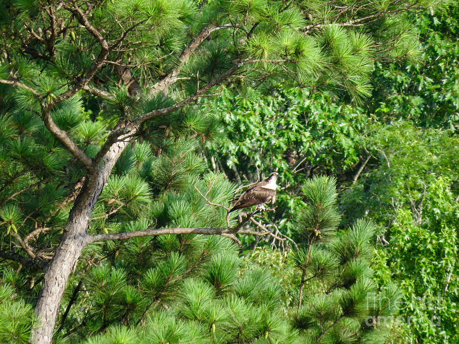 Osprey In The Pines Photograph