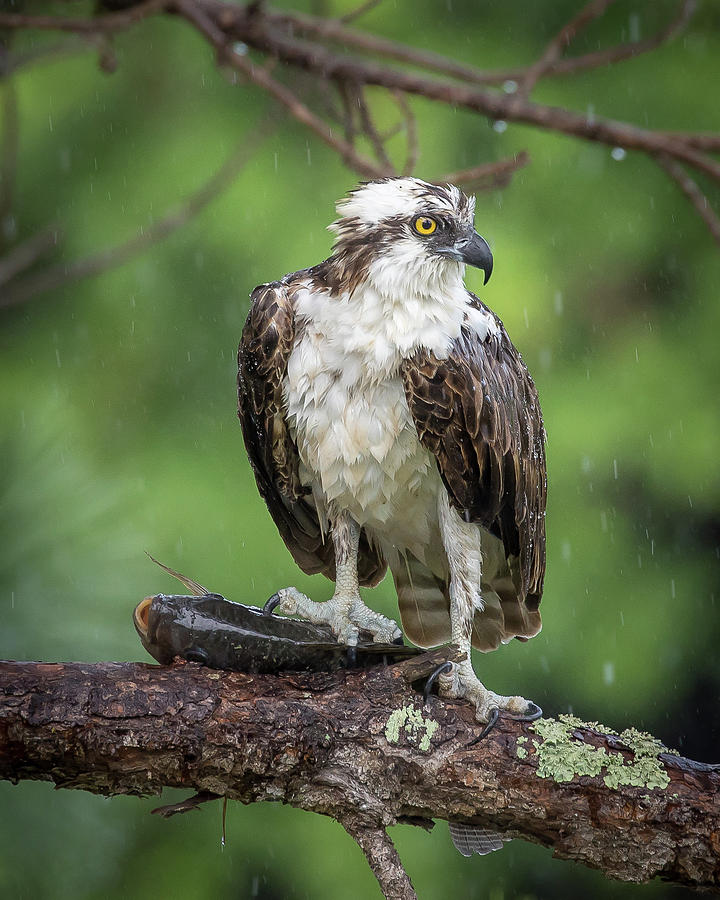 Osprey in the Rain Photograph by Joe Myeress
