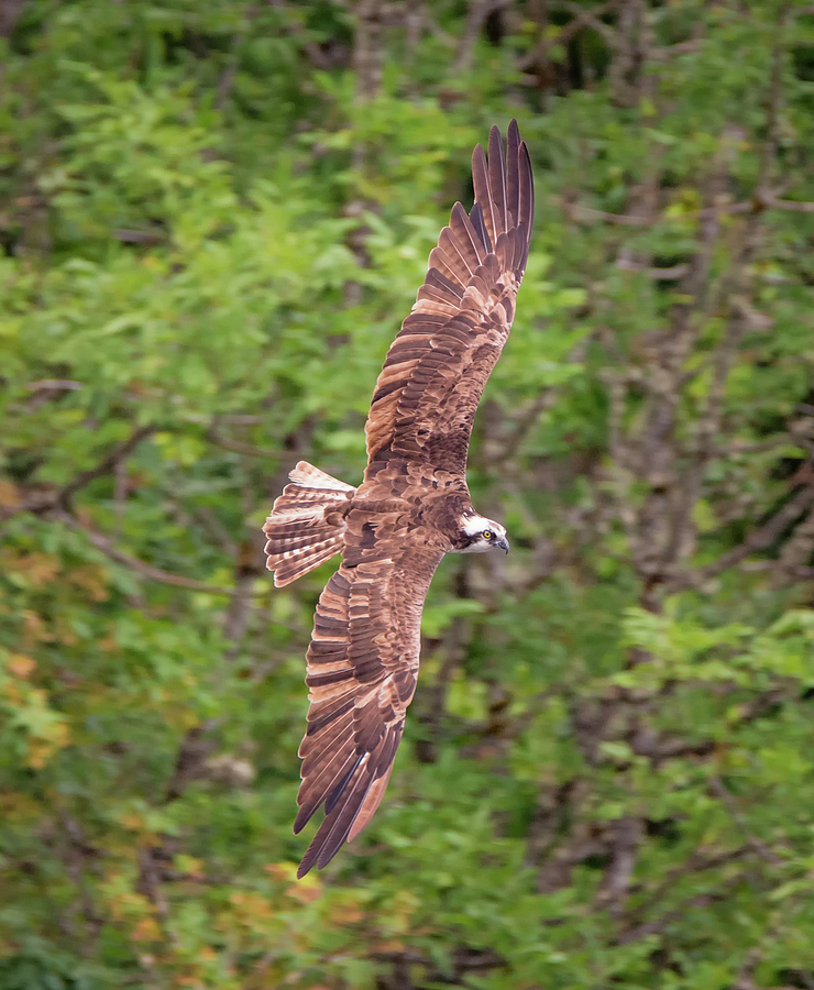 Osprey in the Trees Photograph by Loree Johnson