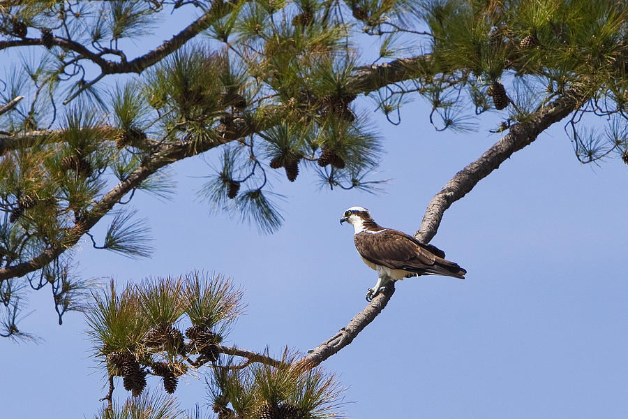 Osprey In Tree Photograph