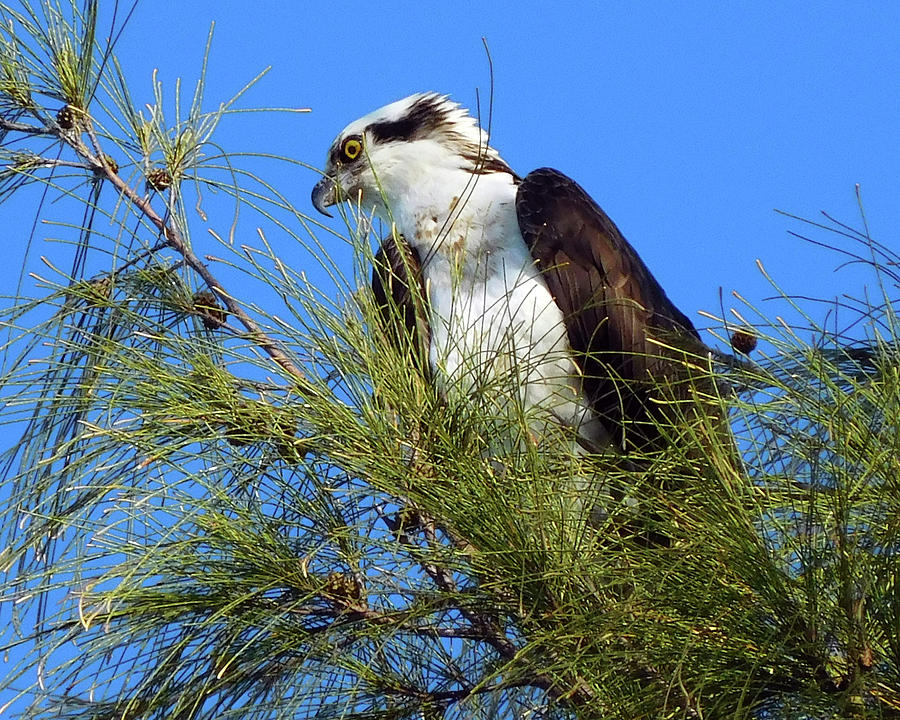 Osprey in Tree by Robb Stan Osprey in Tree by Robb Stan