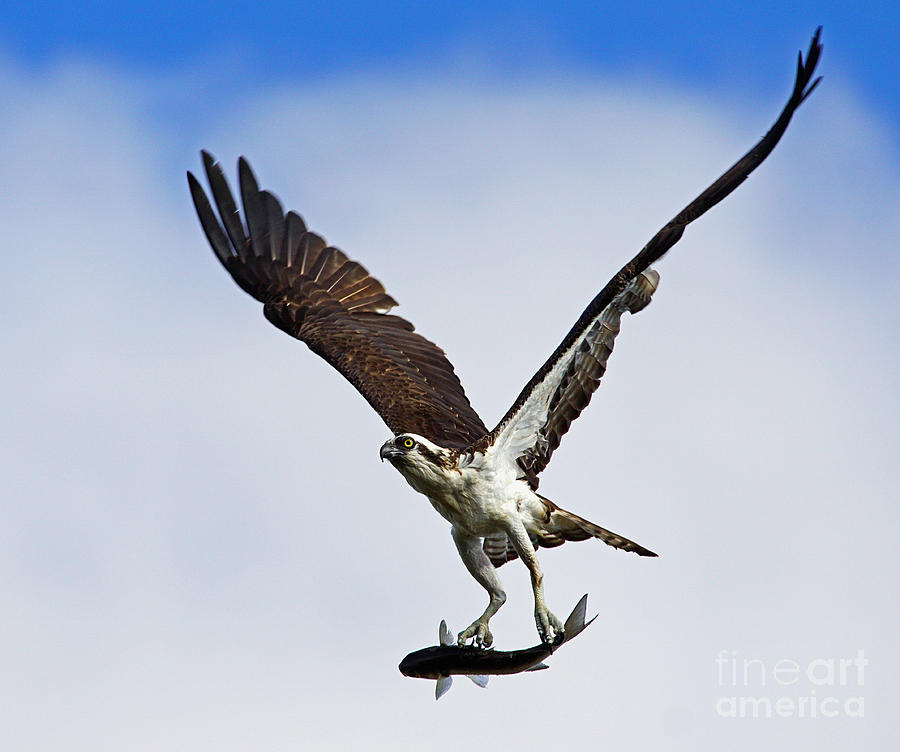Osprey incoming mullet Photograph by Larry Nieland