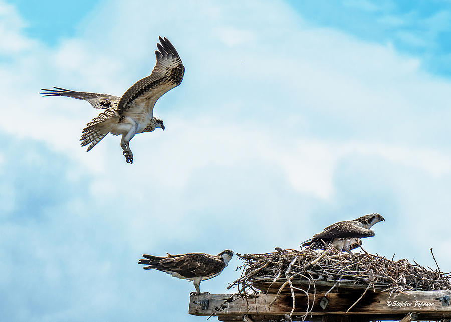 Osprey Incoming Photograph by Stephen Johnson