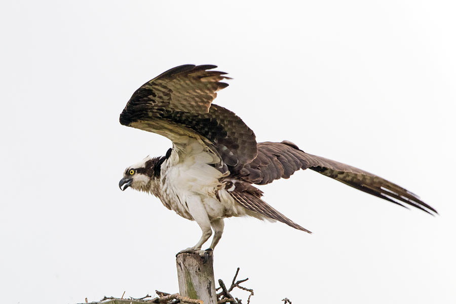 Osprey Photograph by Ira Marcus
