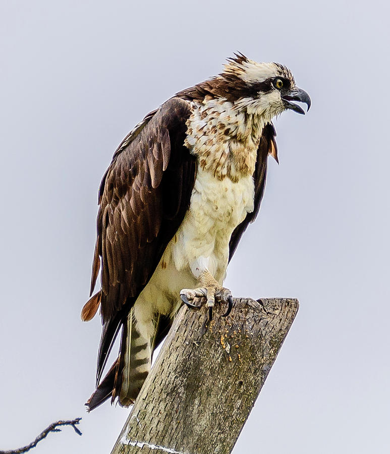 Osprey Photograph by Jerry Cahill