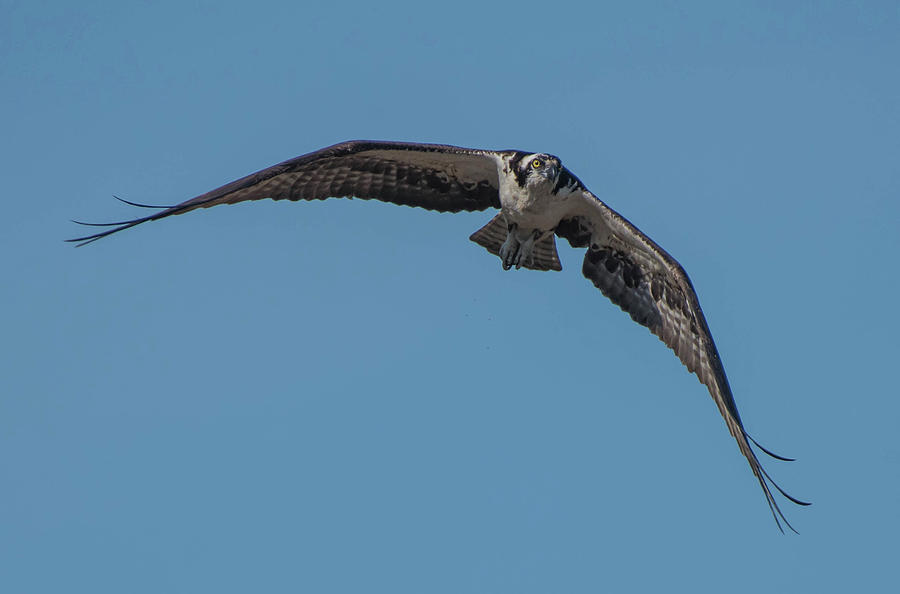 Osprey Photograph by Jody Partin