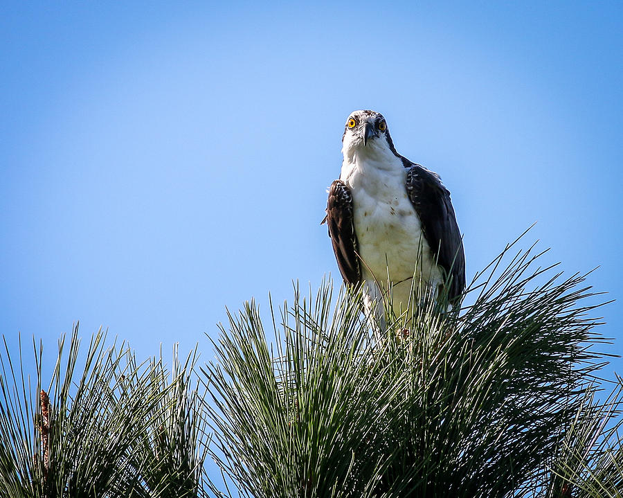 Osprey Photograph by Joe Myeress