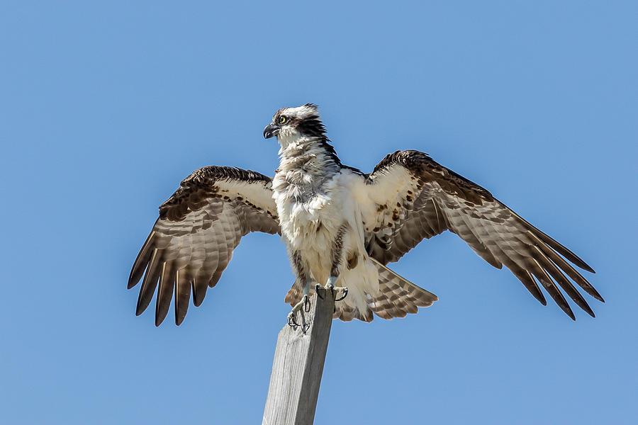 juvenile osprey pictures